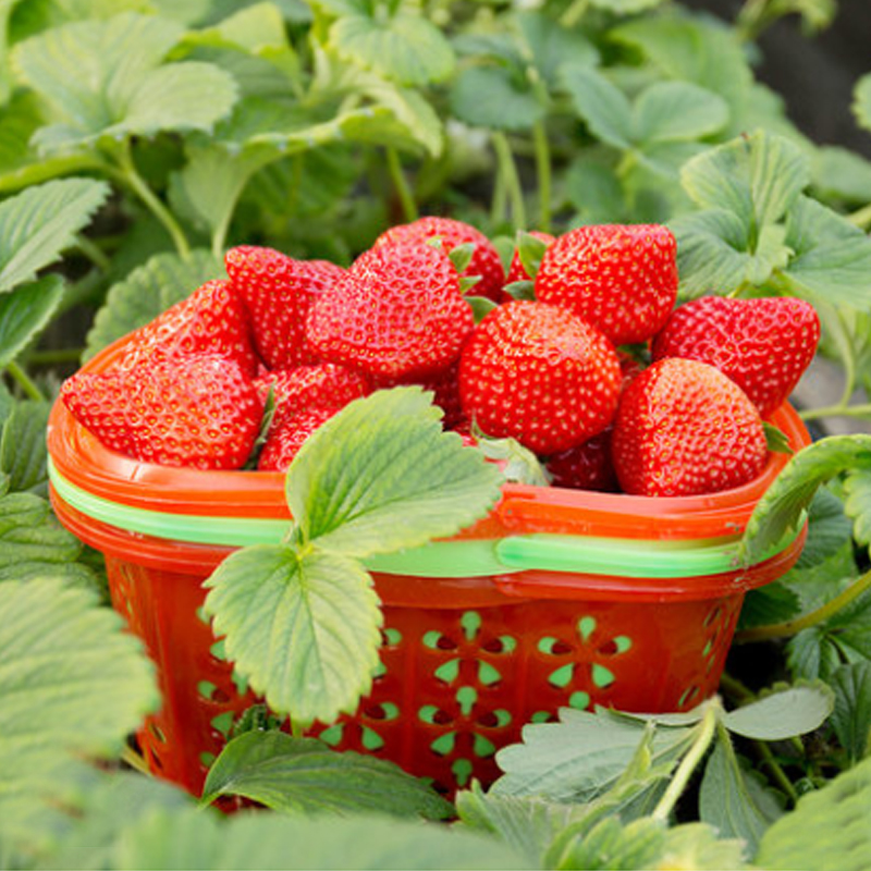 【优质年货】新鲜 奶油草莓 2斤